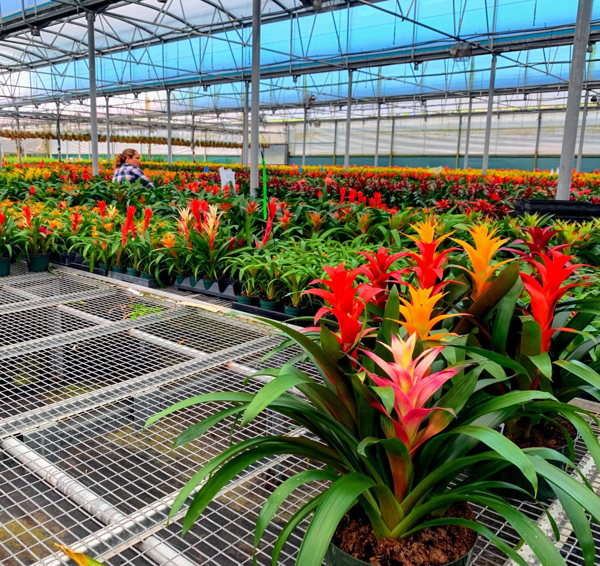 plants for sale