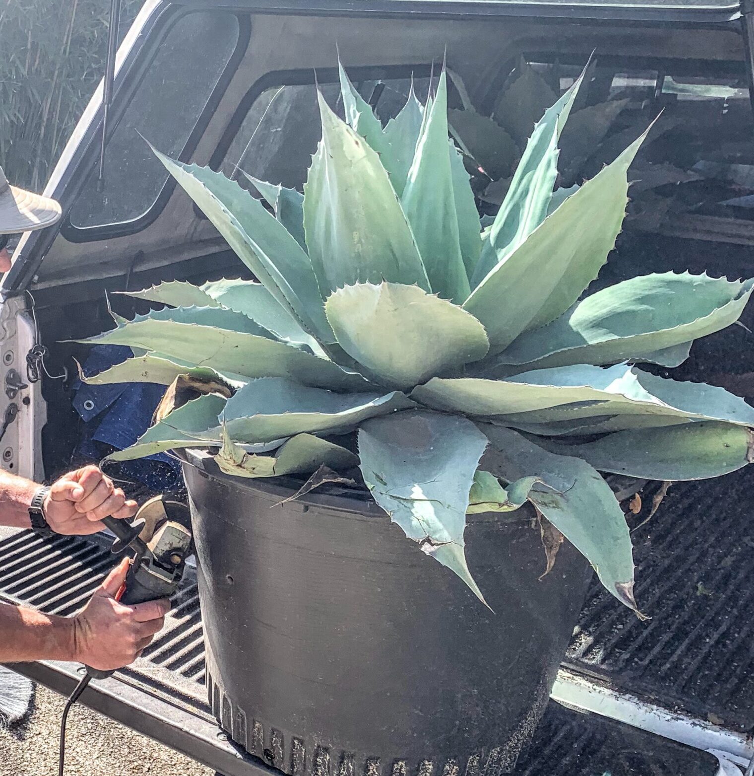 new plant